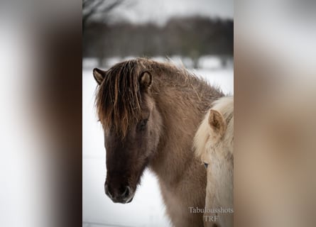 Pony Islandese, Castrone, 4 Anni, Falbo