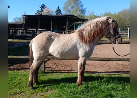Pony Islandese, Castrone, 4 Anni, Falbo