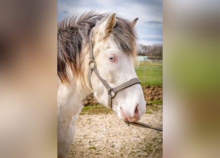 Pony Islandese, Castrone, 4 Anni, Grigio