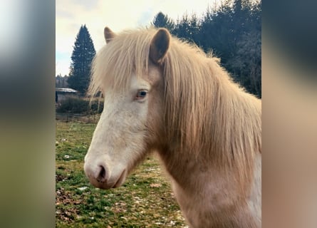 Pony Islandese, Castrone, 4 Anni, Palomino