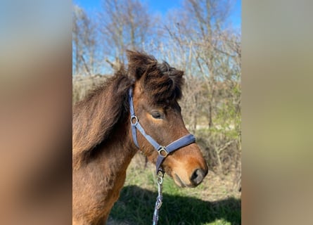 Pony Islandese, Castrone, 5 Anni, 138 cm, Baio