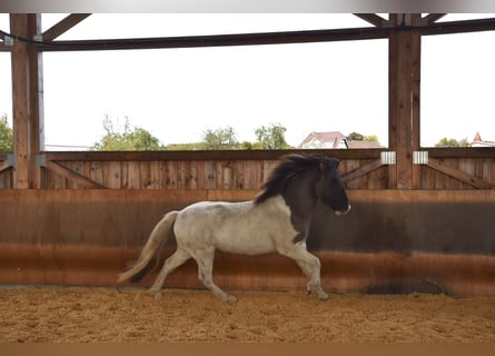 Pony Islandese, Castrone, 5 Anni, 141 cm, Pezzato