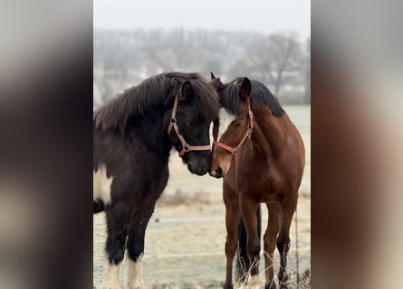 Pony Islandese, Castrone, 5 Anni, 141 cm, Pezzato