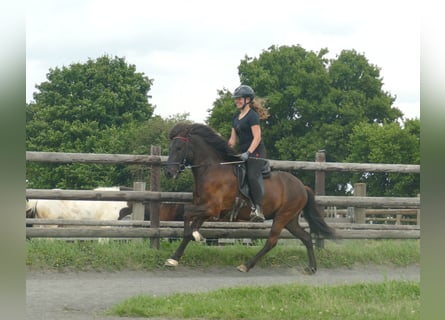 Pony Islandese, Castrone, 5 Anni, 142 cm, Morello