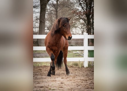 Pony Islandese, Castrone, 5 Anni, 143 cm, Baio