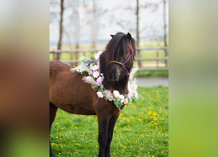 Pony Islandese, Castrone, 5 Anni, 143 cm, Morello