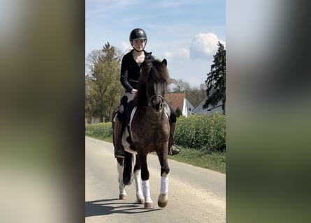 Pony Islandese, Castrone, 5 Anni, 144 cm, Pezzato