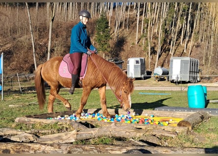 Pony Islandese Mix, Castrone, 5 Anni, 145 cm, Sauro