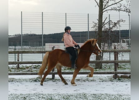 Pony Islandese, Castrone, 5 Anni, 150 cm