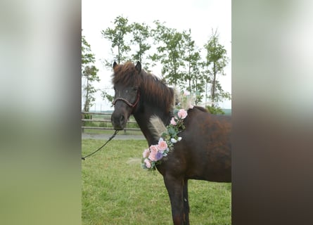 Pony Islandese, Castrone, 5 Anni, 150 cm, Morello