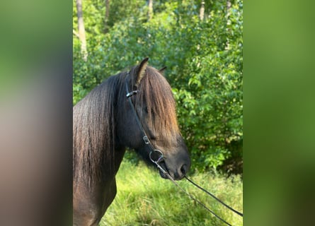 Pony Islandese, Castrone, 5 Anni, Morello