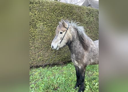 Pony Islandese, Castrone, 6 Anni, 137 cm, Grigio pezzato