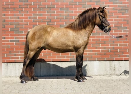 Pony Islandese, Castrone, 6 Anni, 138 cm, Falbo