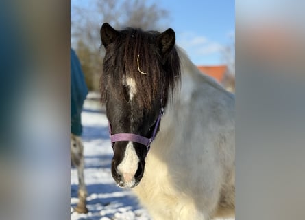 Pony Islandese, Castrone, 6 Anni, 138 cm, Pezzato