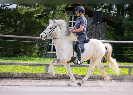 Pony Islandese, Castrone, 6 Anni, 139 cm, Grigio