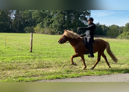 Pony Islandese, Castrone, 6 Anni, 139 cm, Sauro