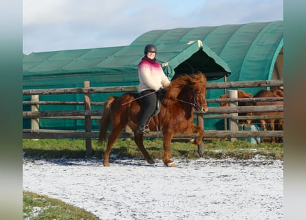 Pony Islandese, Castrone, 6 Anni, 140 cm, Sauro