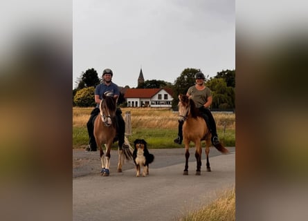 Pony Islandese, Castrone, 6 Anni, 142 cm, Pezzato