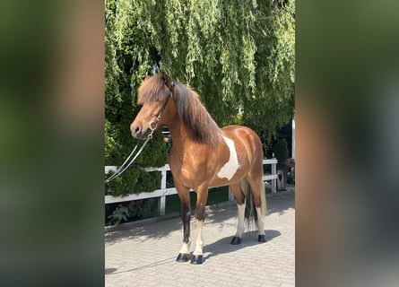 Pony Islandese, Castrone, 6 Anni, 143 cm, Pezzato