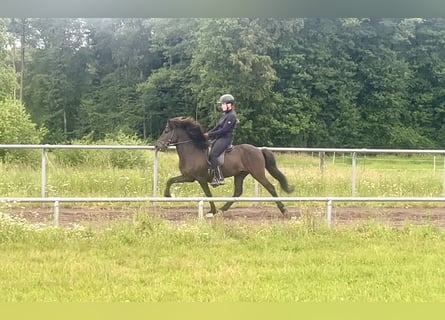 Pony Islandese, Castrone, 6 Anni, 145 cm, Morello