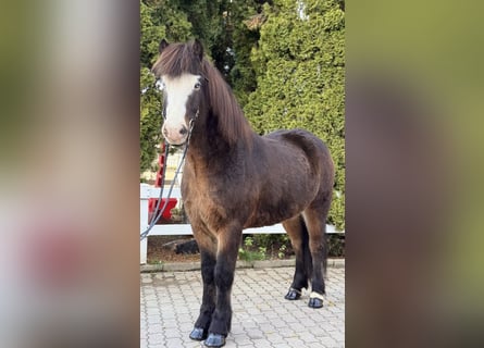Pony Islandese, Castrone, 6 Anni, 150 cm, Baio nero