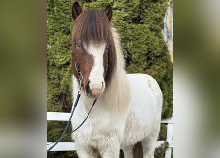 Pony Islandese, Castrone, 7 Anni, 138 cm, Pezzato