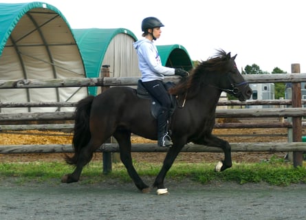 Pony Islandese, Castrone, 7 Anni, 140 cm, Morello