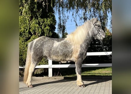 Pony Islandese, Castrone, 7 Anni, 143 cm, Pezzato