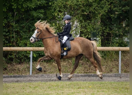Pony Islandese, Castrone, 7 Anni, 143 cm, Sauro
