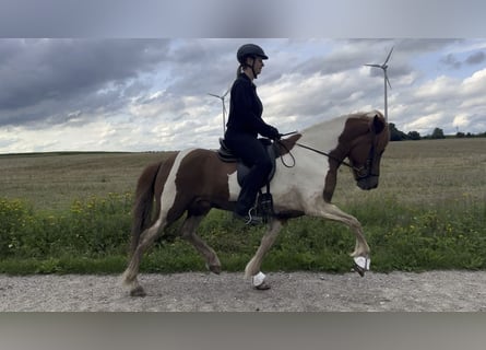 Pony Islandese, Castrone, 7 Anni, 148 cm, Pezzato