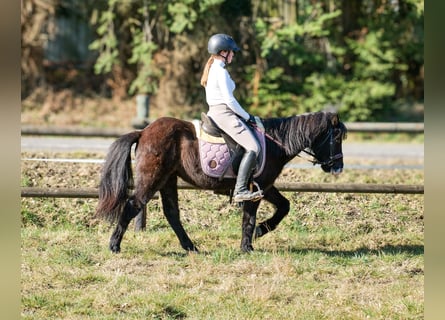 Pony Islandese, Castrone, 8 Anni, 130 cm, Morello
