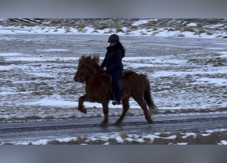 Pony Islandese, Castrone, 8 Anni, 135 cm, Sauro