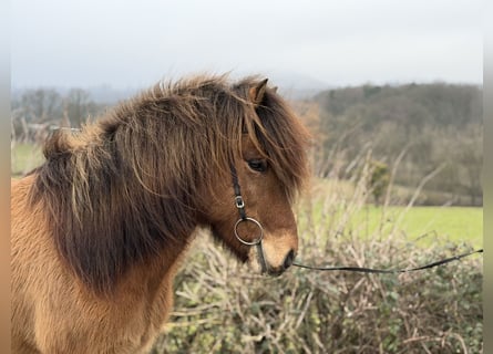 Pony Islandese, Castrone, 8 Anni, 139 cm, Falbo
