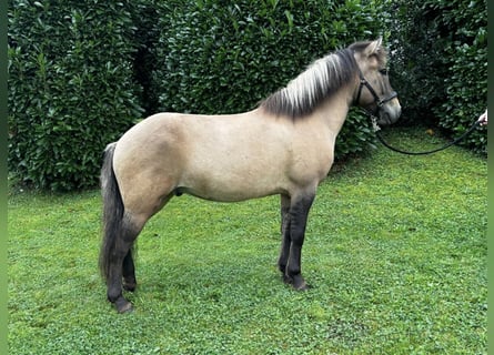 Pony Islandese, Castrone, 8 Anni, 140 cm, Falbo