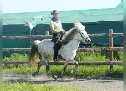 Pony Islandese, Castrone, 8 Anni, 143 cm, Grigio