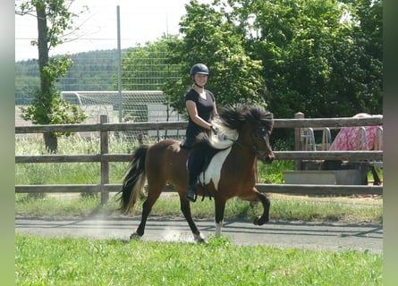 Pony Islandese, Castrone, 9 Anni, 138 cm, Pezzato
