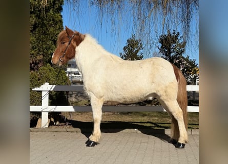 Pony Islandese, Castrone, 9 Anni, 143 cm, Pezzato