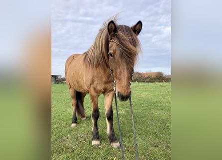 Pony Islandese, Giumenta, 10 Anni, 138 cm, Falbo