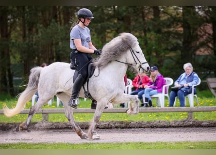 Pony Islandese, Giumenta, 10 Anni, 138 cm, Grigio