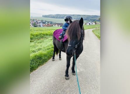 Pony Islandese, Giumenta, 10 Anni, 142 cm, Morello