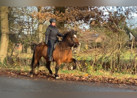 Pony Islandese, Giumenta, 10 Anni, 144 cm, Baio