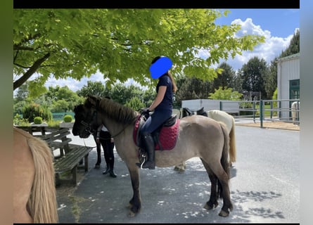 Pony Islandese, Giumenta, 10 Anni