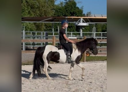 Pony Islandese, Giumenta, 10 Anni, Pezzato
