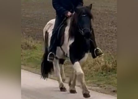 Pony Islandese, Giumenta, 10 Anni, Pezzato