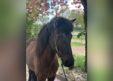 Pony Islandese, Giumenta, 11 Anni, 138 cm, Morello