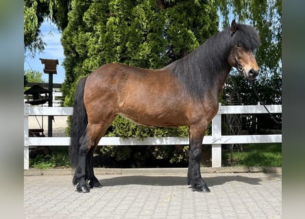 Pony Islandese, Giumenta, 11 Anni, 140 cm, Baio