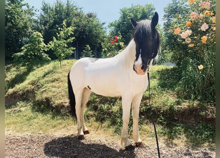 Pony Islandese, Giumenta, 11 Anni, 140 cm, Pezzato