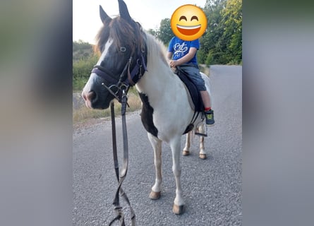 Pony Islandese, Giumenta, 12 Anni, 136 cm, Pezzato