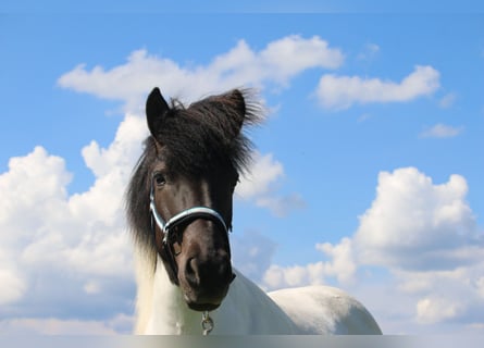 Pony Islandese, Giumenta, 12 Anni, 137 cm, Pezzato