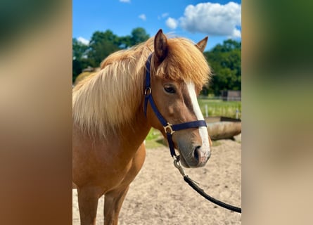 Pony Islandese, Giumenta, 12 Anni, 137 cm, Sauro
